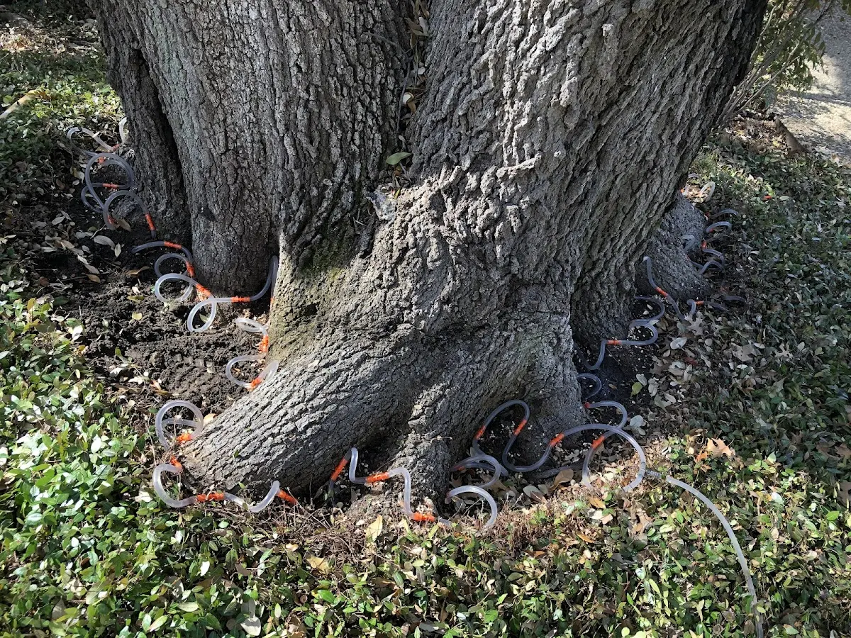 Detailed Tree Cabling and Bracing job site in Artesia