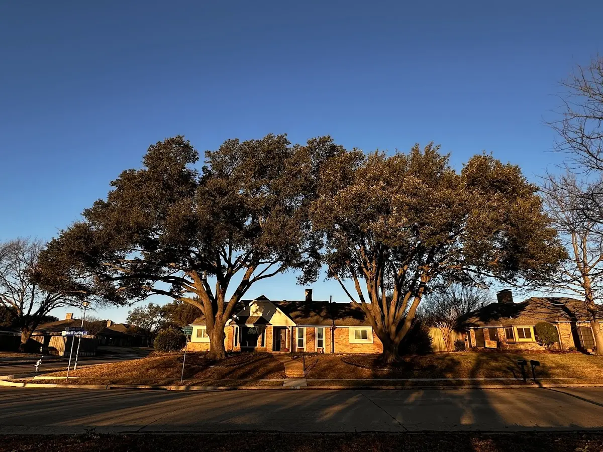 Established residential canopy tree shading a home in Artesia